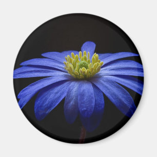 Blå Daisy Gerbera Flower på svart bakgrund Magnet