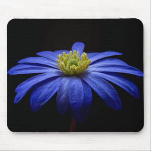 Blå Daisy Gerbera Flower på svart bakgrund Musmatta
