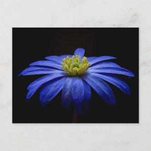 Blå Daisy Gerbera Flower på svart bakgrund Vykort