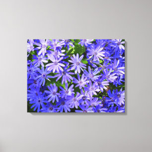 Blå Daisy-liknande blommor Natur-fotografi Canvastryck