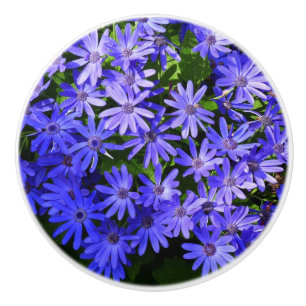 Blå Daisy-liknande blommor Natur-fotografi Knopp