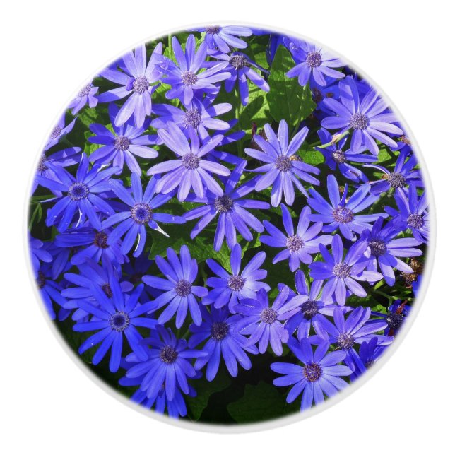 Blå Daisy-liknande blommor Natur-fotografi Knopp (Framsidan)
