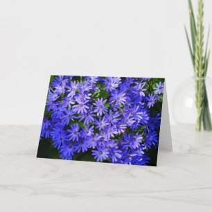 Blå Daisy-liknande blommor Natur-fotografi Kort