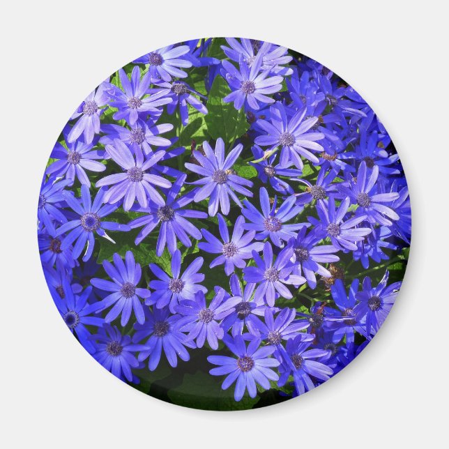 Blå Daisy-liknande blommor Natur-fotografi Magnet (Framsidan)