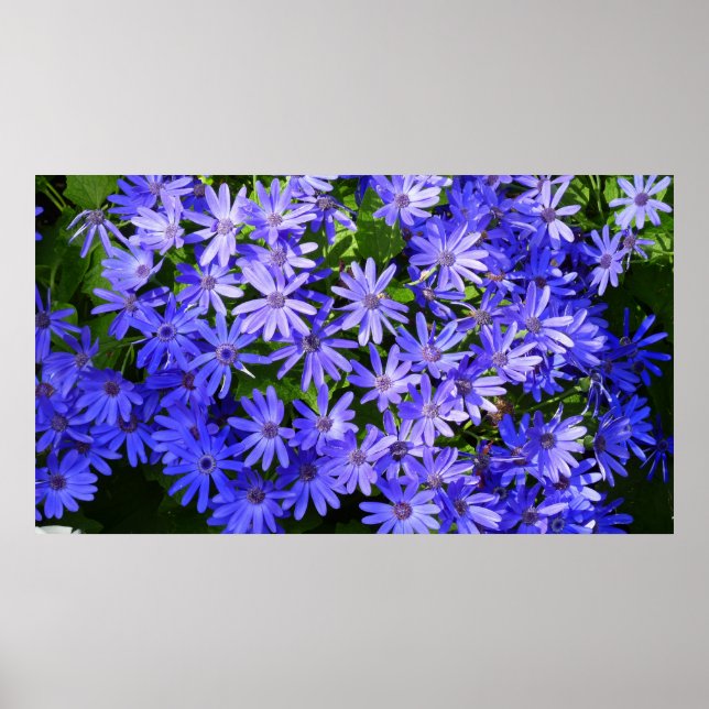 Blå Daisy-liknande blommor Natur-fotografi Poster (Framsidan)