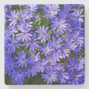 Blå Daisy-liknande blommor Natur-fotografi Stenunderlägg