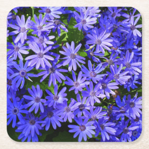Blå Daisy-liknande blommor Natur-fotografi Underlägg Papper Kvadrat