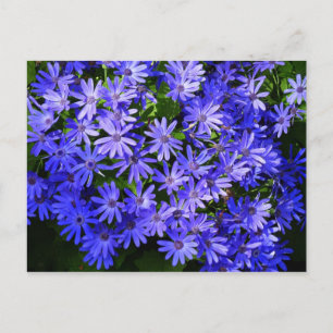 Blå Daisy-liknande blommor Natur-fotografi Vykort