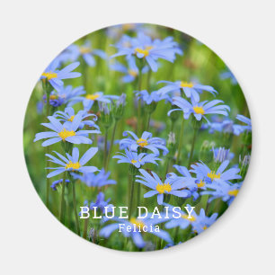 Blå Daisy Magnet