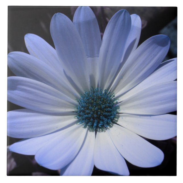 Blå Daisy, nedre del Kakelplatta (Framsidan)