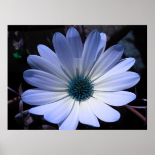 Blå Daisy Poster blomma
