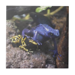 Blå Dart Frog förstår inte personligt utrymme Kakelplatta