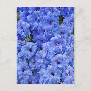 Blå delfinblommor vykort