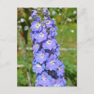 Blå delfinblommor vykort