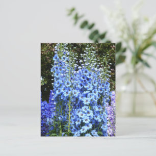 Blå Delphinium Blommigt Flowers Garden-vykort