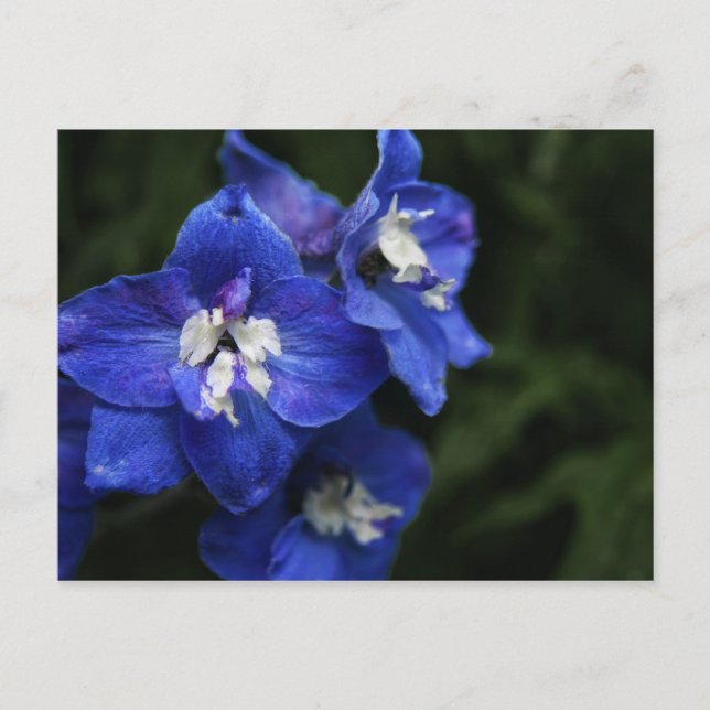 Blå Delphinium-blomstervykort Vykort (Framsida)