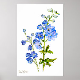 Blå delphinium botanisk finkonst affisch tryck