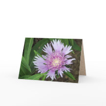 Blå Donau-stammen Aster Flower