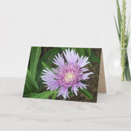 Blå Donau-stammen Aster Flower Kort