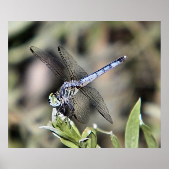 blå dragflygplansutskrift poster (Framsidan)