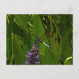 Blå Dragonfly på en Lila blomma Vykort