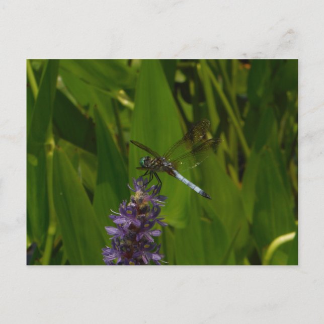 Blå Dragonfly på en Lila blomma Vykort (Framsida)