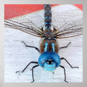 Blå Dragonfly Poster