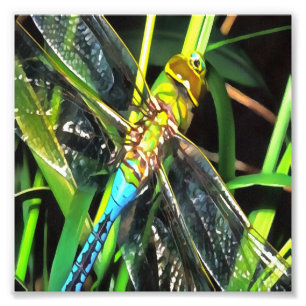 Blå Dragonfly Shimmering Vingar Painting Fototryck
