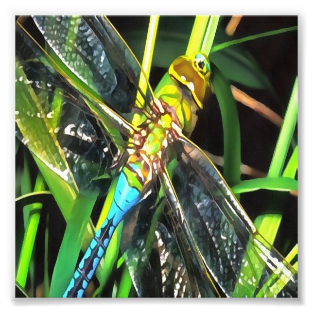 Blå Dragonfly Shimmering Vingar Painting Fototryck (Framsidan)