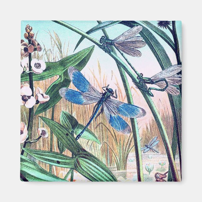 Blå Dragonfly vid dammens illustration av vintagen Magnet (Framsidan)