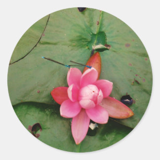 Blå drakonflugor på en rosa lotus-blomma runt klistermärke