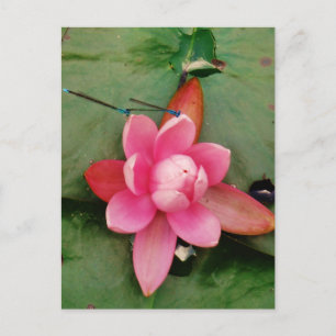 Blå drakonflugor på en rosa lotus-blomma vykort