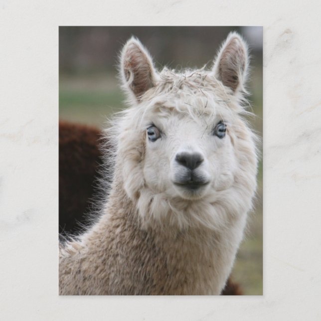 Blå Eyed Alpaca Vykort (Framsida)