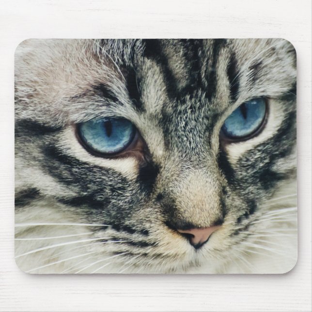 Blå Eyed Tabby katt, nära Musmatta (Framsidan)