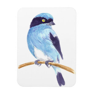 Blå fågel magnet