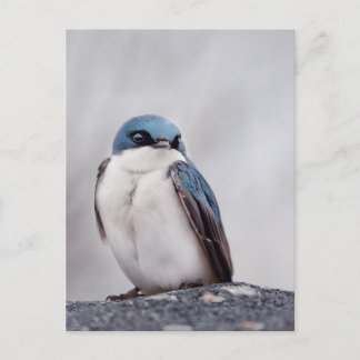 Blå Fågel Vykort