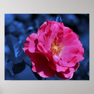 Blå färgtonsblomma i rosa ros Abstrakt Poster