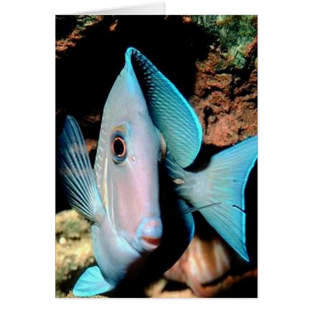 blå fisk hälsningskort (Framsidan)