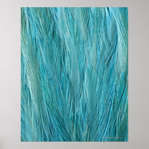 Blå fjädrar poster