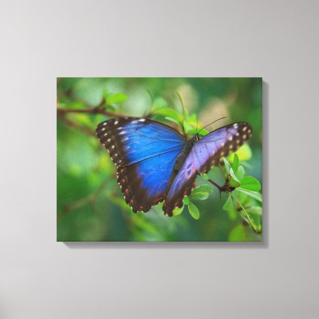 Blå Fjäril Sträckt Canvas (Framsida)
