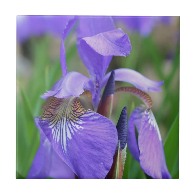 Blå Flagga Iris-blomma Kakelplatta (Framsidan)