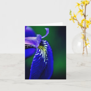Blå Flagga Iris-blomma Kort