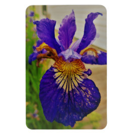 Blå Flagga Iris Fleur de Lys Franska Kanada Quebec Magnet