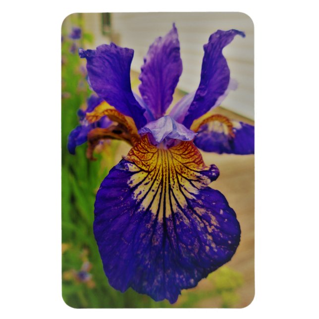 Blå Flagga Iris Fleur de Lys Franska Kanada Quebec Magnet (Vertikal)