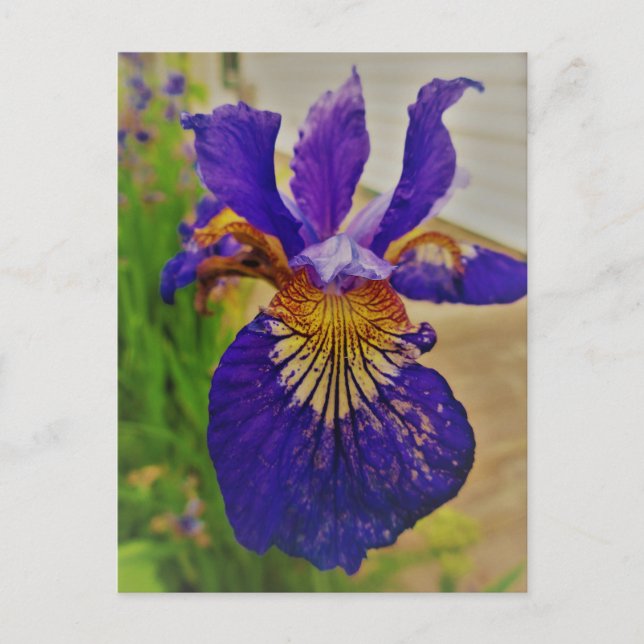 Blå Flagga Iris Fleur de Lys Franska Kanada Quebec Vykort (Framsida)