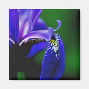 Blå Flagga Iris Flower Close Up Magnet
