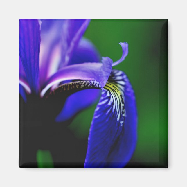 Blå Flagga Iris Flower Close Up Magnet (Framsidan)