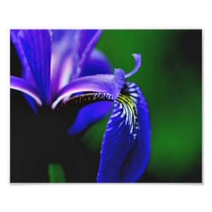 Blå Flagga Iris Flower Petal 8 x 10 Close Up Fototryck