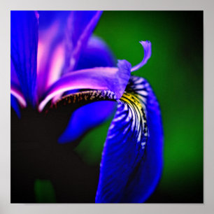 Blå Flagga Iris Flower Petal Close Up Poster