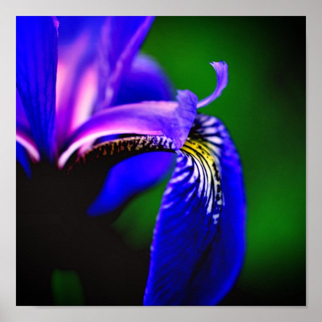 Blå Flagga Iris Flower Petal Close Up Poster (Framsidan)